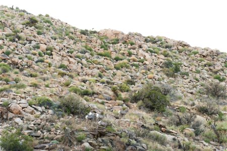 Desert Bighorn Sheep (Ovis canadensis nelsoni), Joshua Tree National Park. NPS/Brad Sutton photo