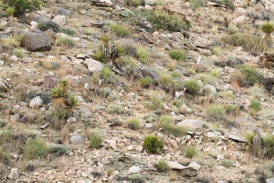 Desert Bighorn Sheep (Ovis canadensis nelsoni), Joshua Tree National Park. NPS/Brad Sutton