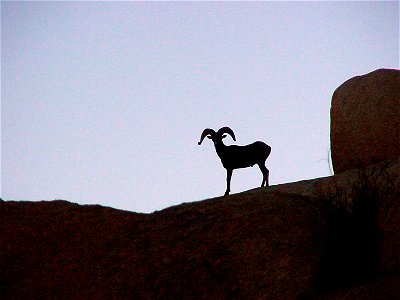 Desert bighorn sheep (Ovis canadensis nelsoni) ram, Joshua Tree National Park.