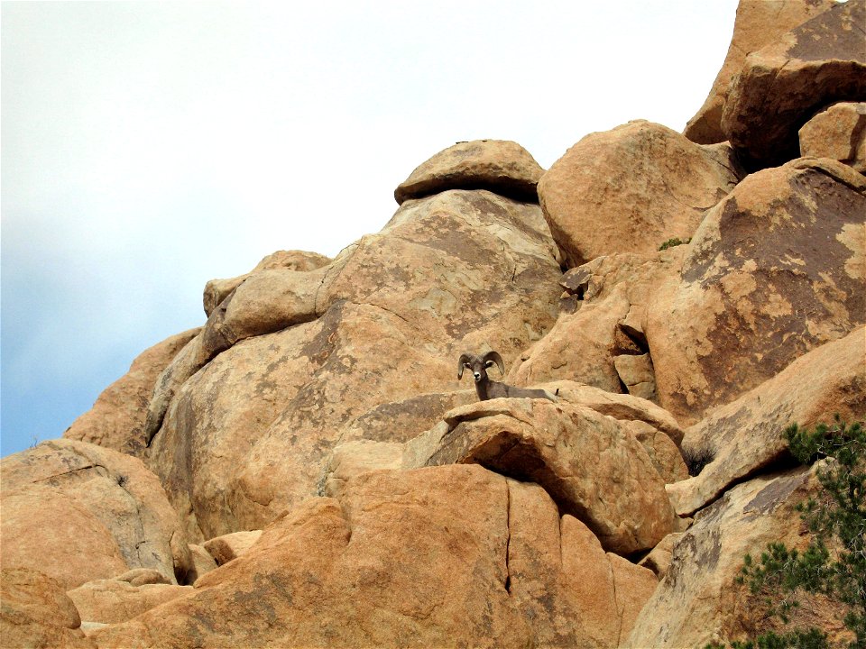 Mammals of Joshua Tree National Park: Desert bighorn sheep (Ovis canadensis nelsoni) ram; Desert Queen Ranch