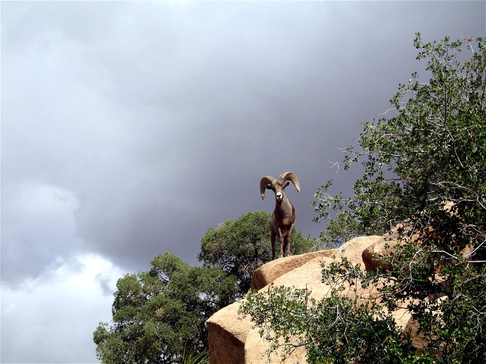 Mammals of Joshua Tree National Park: Desert bighorn sheep (Ovis canadensis nelsoni) ram; Desert Queen Ranch