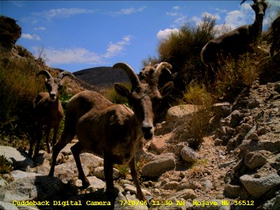 Desert bighorn sheep (Ovis canadensis nelsoni), as seen by a camera trap, Mojave National Preserve, California, US