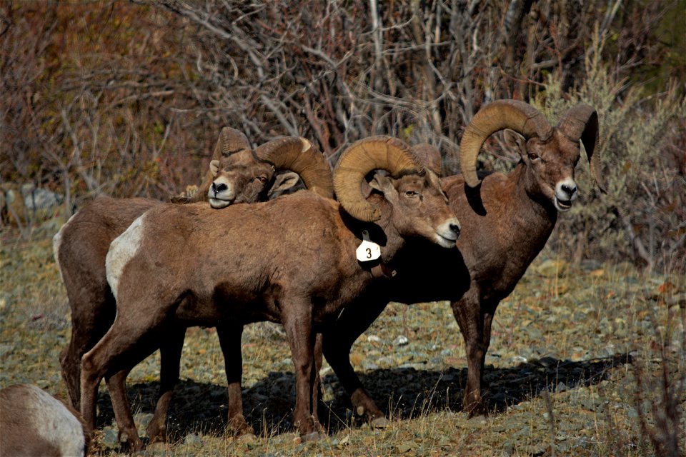 Tagged bighorn sheep captured in the Burnt River Canyon in eastern Oregon.
The photos were captured in early December, 2015, by Stephanie Cox, BLM, from the Baker Resource Area and Vale District.

Mor