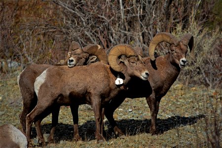 Tagged bighorn sheep captured in the Burnt River Canyon in eastern Oregon.
The photos were captured in early December, 2015, by Stephanie Cox, BLM, from the Baker Resource Area and Vale District.

Mor