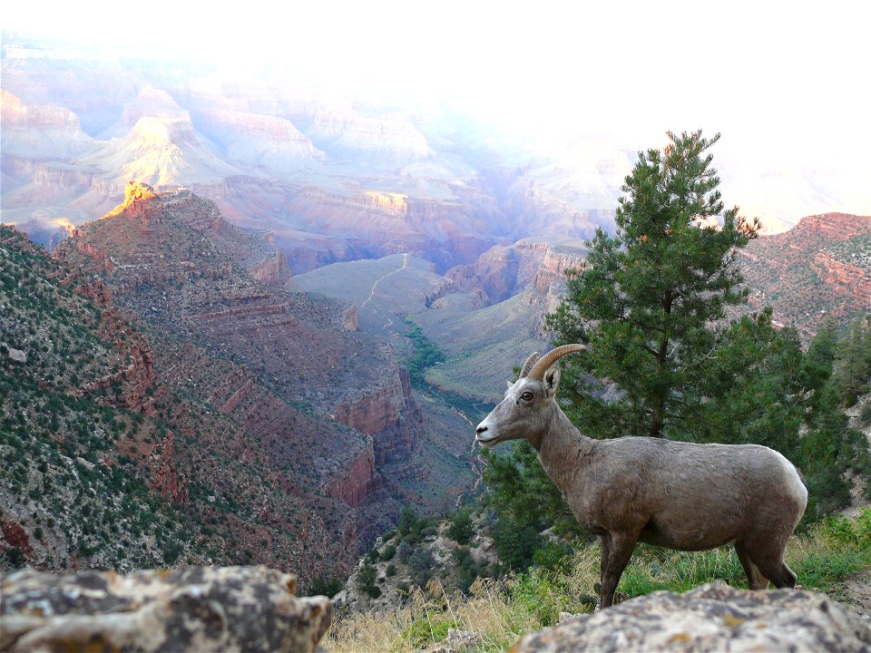Mountain Sheep Ewe looking out over the south rim of the Grand Canyon.  Grand Canyon National Park, Arizona