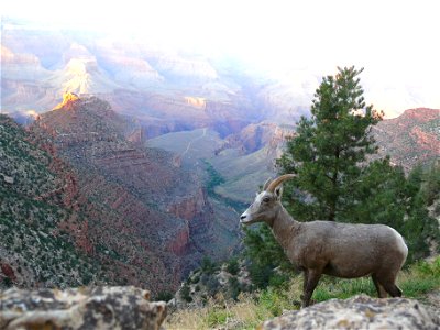 Mountain Sheep Ewe looking out over the south rim of the Grand Canyon.  Grand Canyon National Park, Arizona