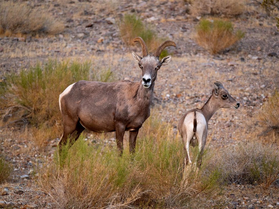 Mother and Baby Desert Bighorn Sheep
