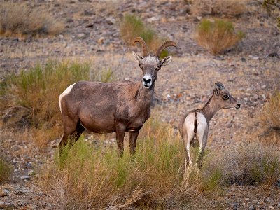 Mother and Baby Desert Bighorn Sheep photo