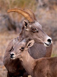 Mother and Baby Desert Bighorn Sheep