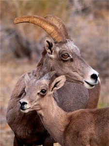 Mother and Baby Desert Bighorn Sheep photo