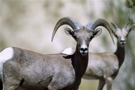 Ovis canadensis nelsoni, bighorn sheep photo