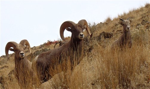 Bighorn rams on BLM lands near Connor Creek, a tributary of the Snake River, in the Baker Resource Area of Vale District.

Photo by Kevin Hoskins/BLM Oregon