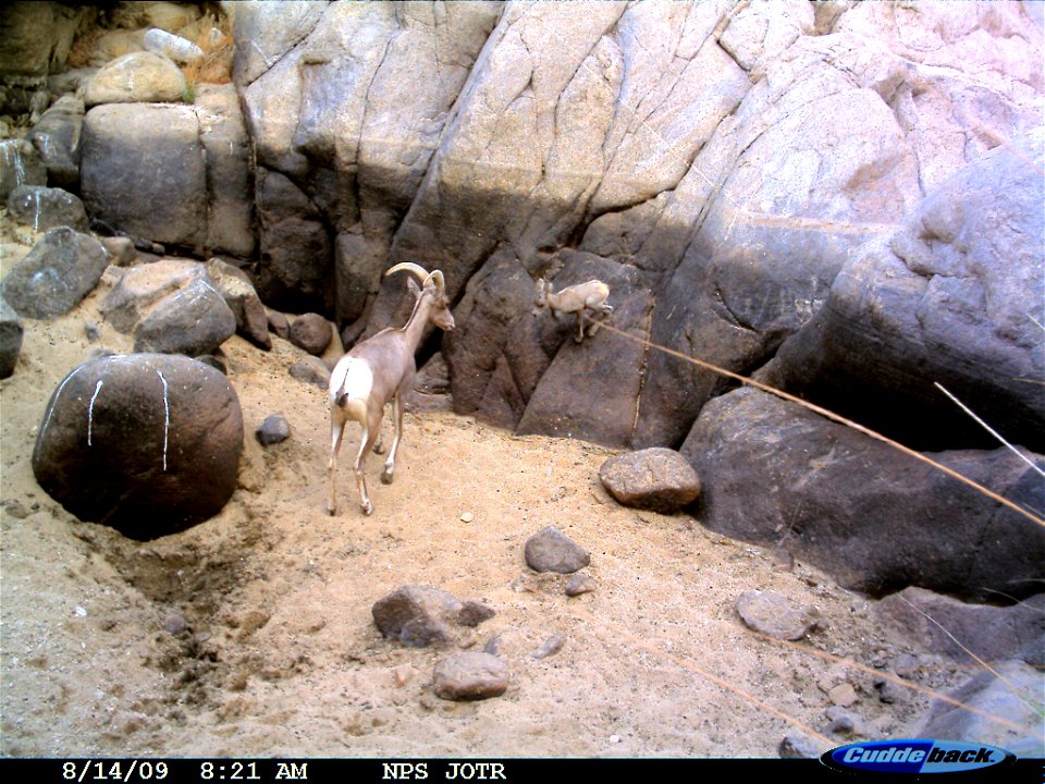 Desert bighorn sheep lamb playing, Joshua Tree National Park.
