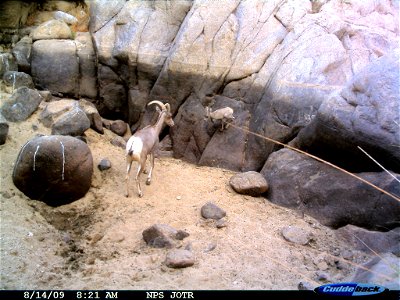 Desert bighorn sheep lamb playing, Joshua Tree National Park.