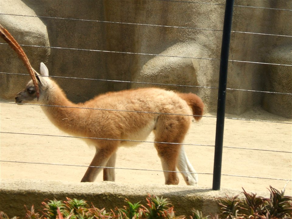 Awww... llama type fuzzy animal.