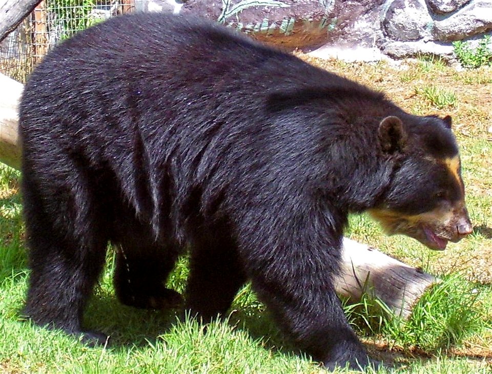 Spectacled or Andean bear (Tremarctos ornatus), a resident of the cloud forest, at the Quito zoo.