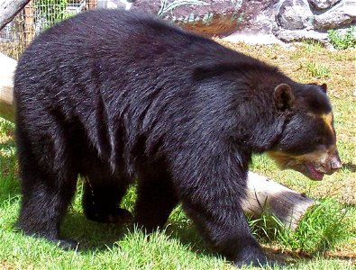 Spectacled or Andean bear (Tremarctos ornatus), a resident of the cloud forest, at the Quito zoo.