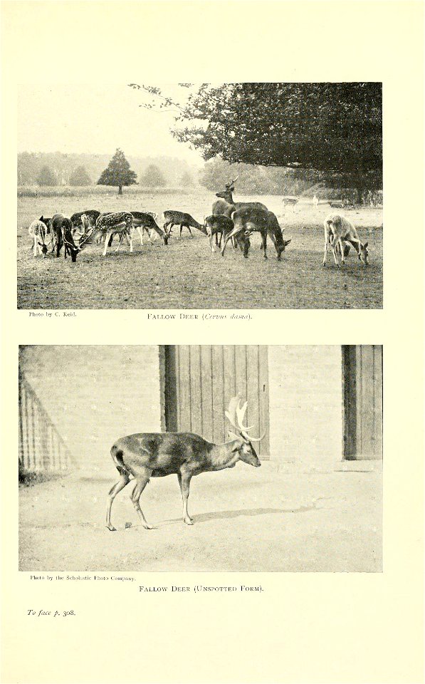 Photo by C. Reid. 
1^ 
ri.Ml" l.y tlie Sch.iUistic lii.ii,, Ci 
Fallow Deer (Unspotted FoRi\i) 

To face p. 308.