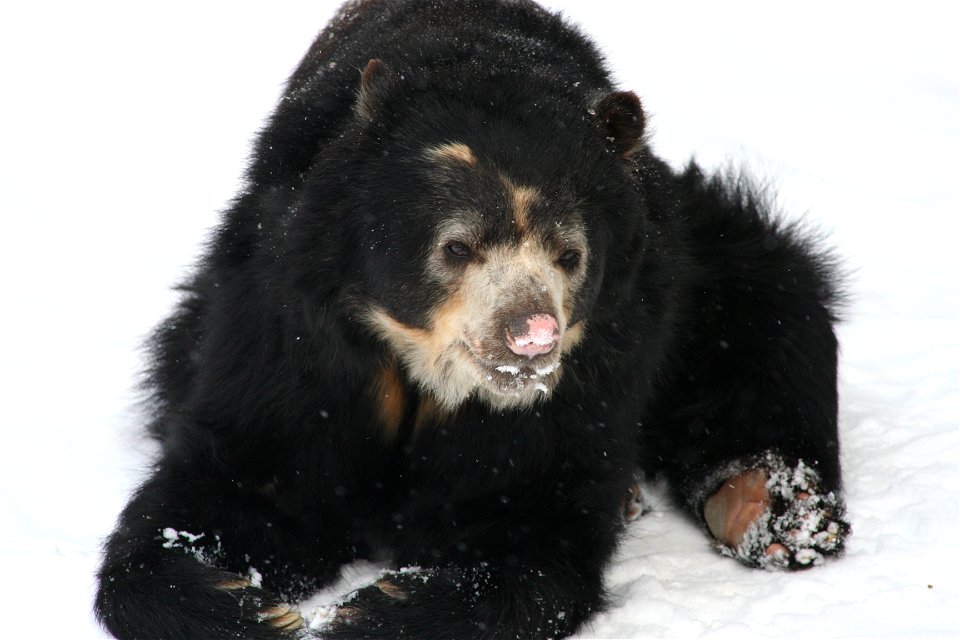 A Spectacled Bear (Tremarctos ornatus) at the Buffalo Zoo.