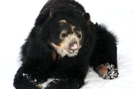 A Spectacled Bear (Tremarctos ornatus) at the Buffalo Zoo.
