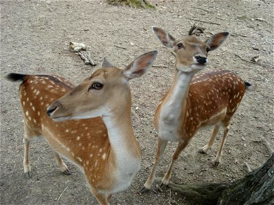 Deers photo