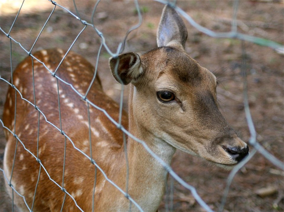 Damhirschkuh (Dama dama) im Wildgehege in den Süchtelner Höhen.