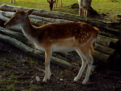 Image title: Fallow deer animal female doe Image from Public domain images website, http://www.public-domain-image.com/full-image/fauna-animals-public-domain-images-pictures/deers-public-domain-images photo