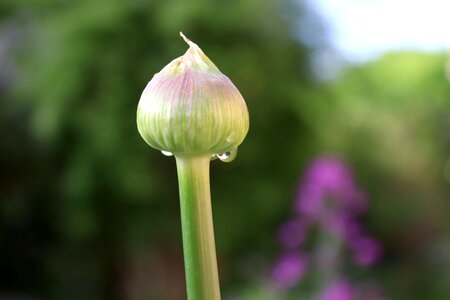 Summer leek ornamental onion photo