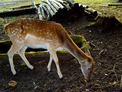 Image title: Fallow deer dama dama Image from Public domain images website, http://www.public-domain-image.com/full-image/fauna-animals-public-domain-images-pictures/deers-public-domain-images-picture photo