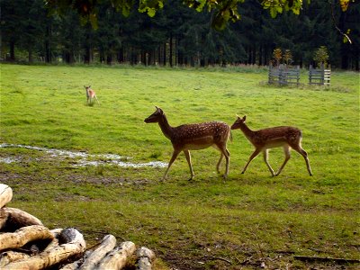 Image title: Fallow deer on field Image from Public domain images website, http://www.public-domain-image.com/full-image/fauna-animals-public-domain-images-pictures/deers-public-domain-images-pictures photo