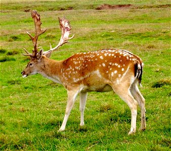 Daniel (Dama dama)