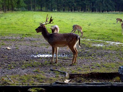 Image title: Fallow deer animal dama dama Image from Public domain images website, http://www.public-domain-image.com/full-image/fauna-animals-public-domain-images-pictures/deers-public-domain-images- photo