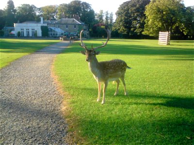 The deer at Whitworth Hall Country Park. A Grade II stately mansion can be seen in the background, which is now a hotel that is situated within the park. photo