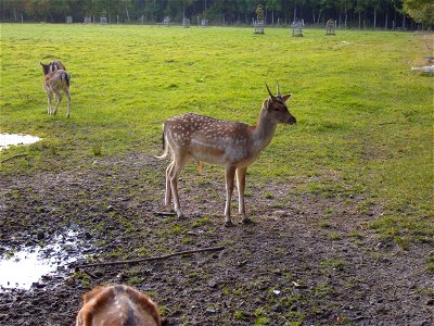Image title: Fallow deer doe Image from Public domain images website, http://www.public-domain-image.com/full-image/fauna-animals-public-domain-images-pictures/deers-public-domain-images-pictures/fall photo