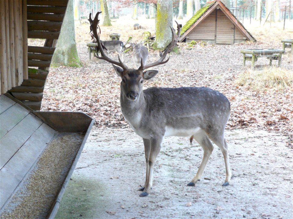 Stag at a fodder place in winter