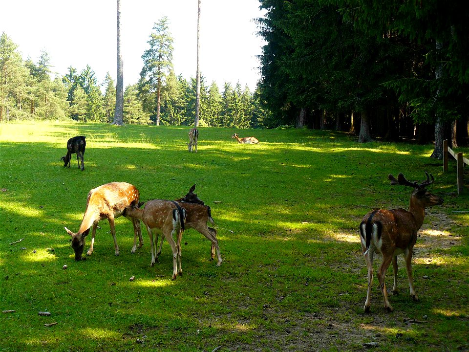 Fallow Deer (Dama dama) in the Wildgehege Veldensteiner Forst near Pegnitz, Franconia, Germany