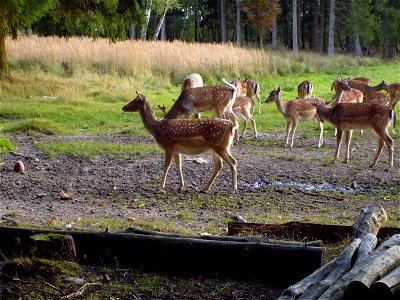 Image title: Fallow deer
Image from Public domain images website, http://www.public-domain-image.com/full-image/fauna-animals-public-domain-images-pictures/deers-public-domain-images-pictures/fallow-d