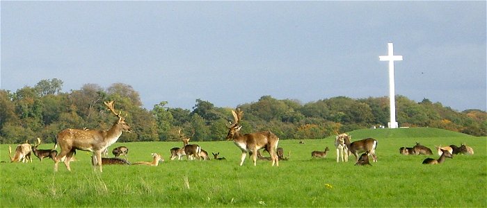 Deer grazing in the Phoenix Park in Dublin, with the Papal Cross in the background photo
