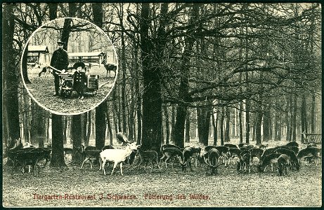 Im Lichtdruck vervielfältigte Fotomontage als Ansichtskarte aus der Graphischen Kunstanstalt von Franz Scherrer, hier die Fütterung des Damwildes im Tiergarten von Hannover im (heutigen) Stadtteil Kir photo