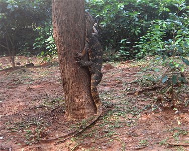 Photo of a water Monitor Lizard at IG Zoo park Visakhapatnam India