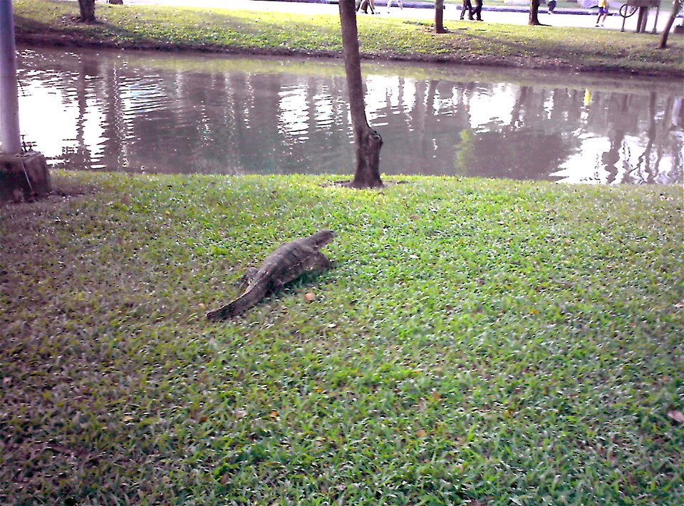 Wildlife lizards are living in lake of Lumpini Park, Bangkok, Thailand; perhaps a monitor lizard?