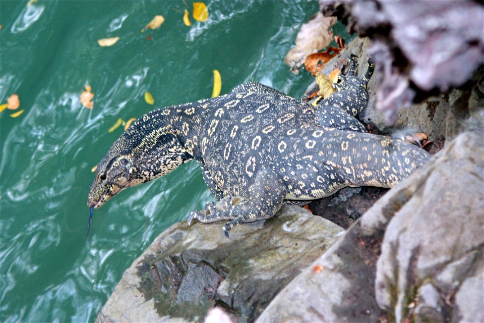 The Clouded Monitor (Varanus nebulosus), Erawan National Park, Erawan Waterfall, Thailand.