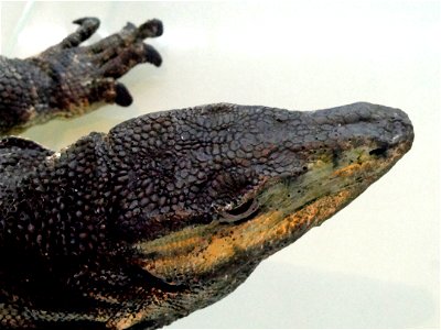 Exhibit in the Kunming Natural History Museum of Zoology (昆明动物博物馆), Kunming, Yunnan, China.