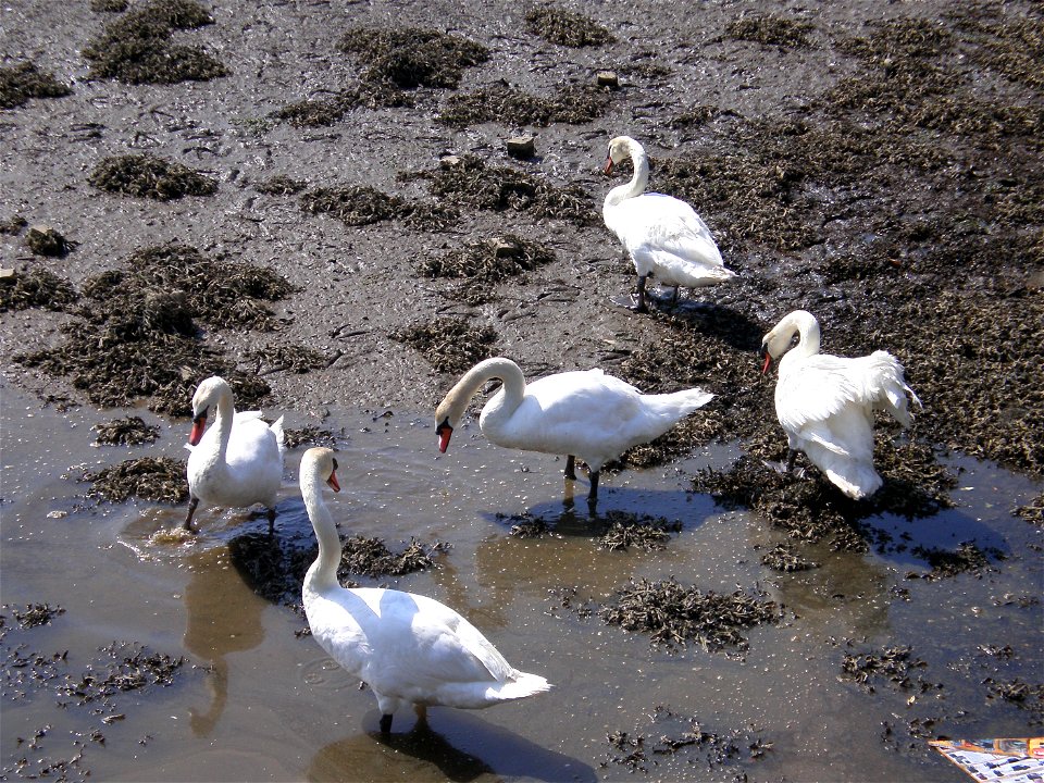 Cisnes na ría do Burgo