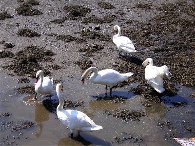 Cisnes na ría do Burgo photo