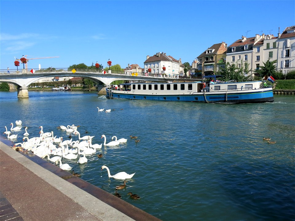 Cygnus and peniche in Lagny-sur-Marne (France).