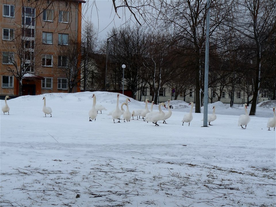 Swans walking in Pelguranna, Tallinn.