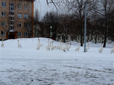 Swans walking in Pelguranna, Tallinn. photo