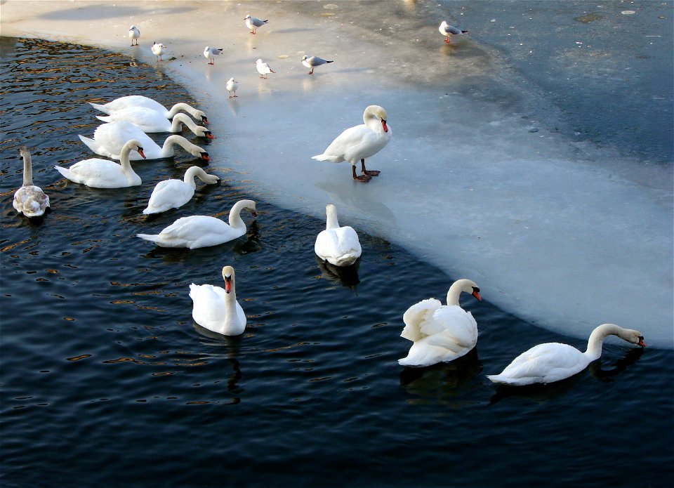 Cygnes tuberculés (Cygnus olor) et mouettes sur un bras de la Moselle partiellement gelé, à Metz.