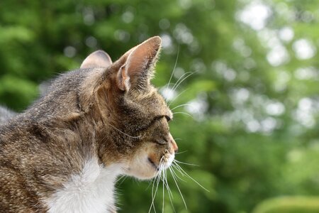 Animal cat lying young cat photo